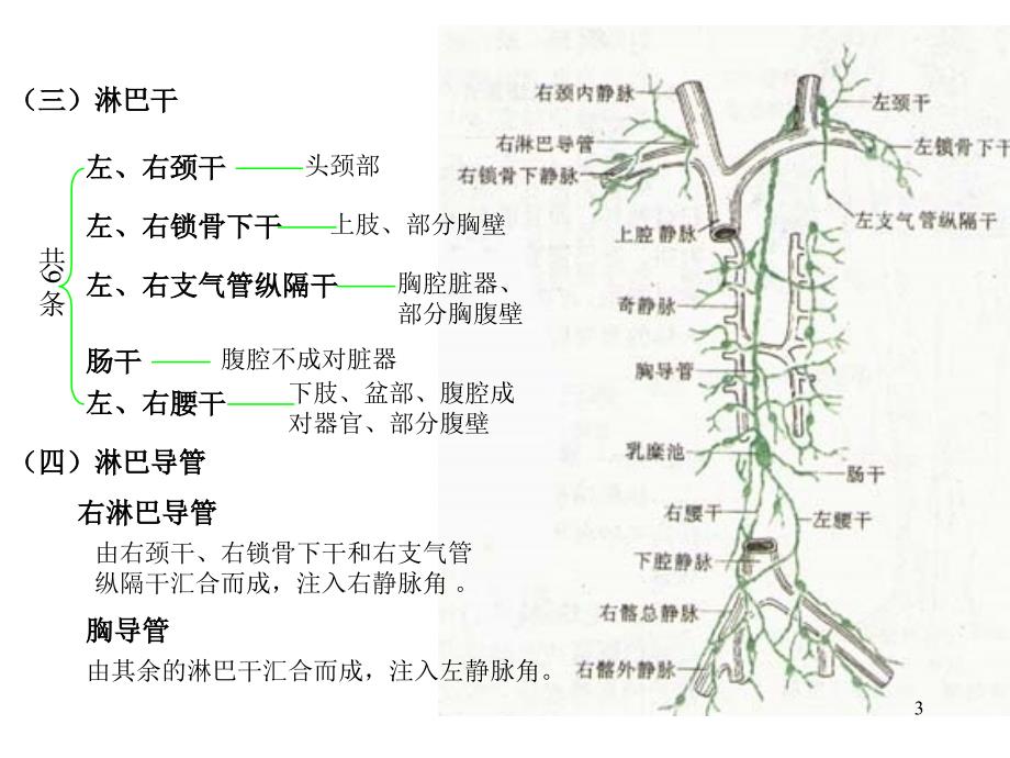 第二章淋巴系统_第3页