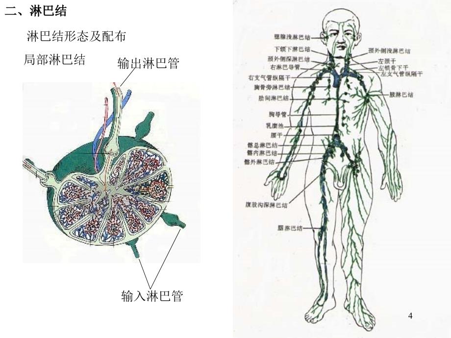 第二章淋巴系统_第4页