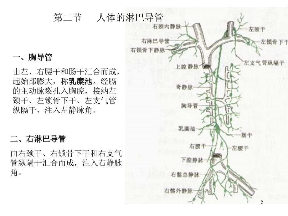 第二章淋巴系统_第5页