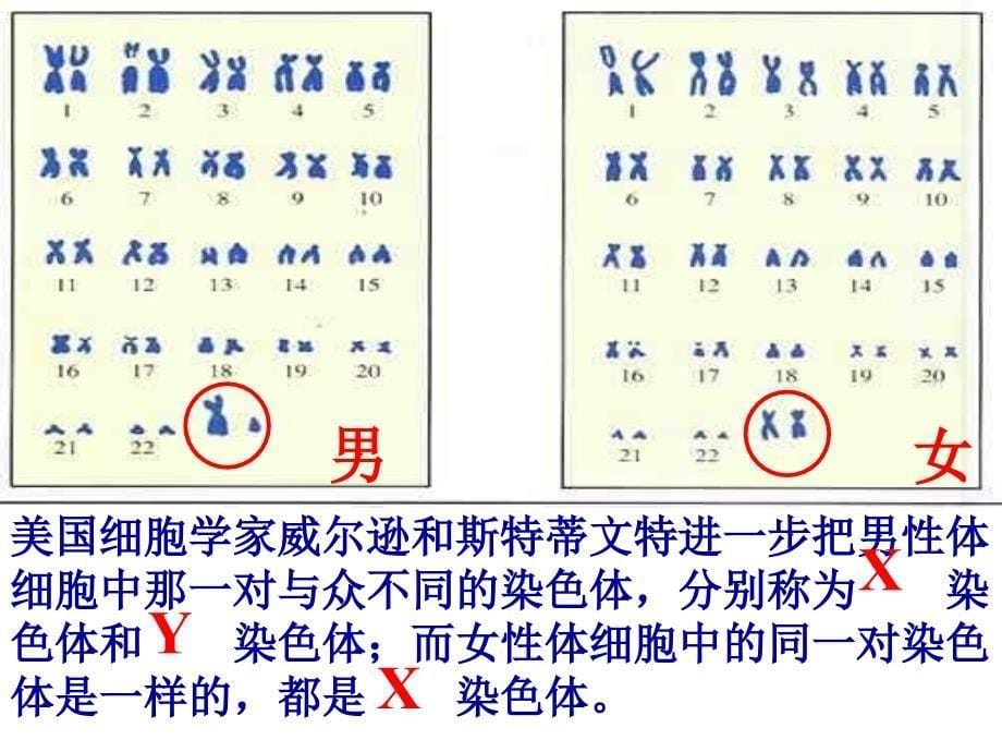 2.4 人的性别传3_第5页