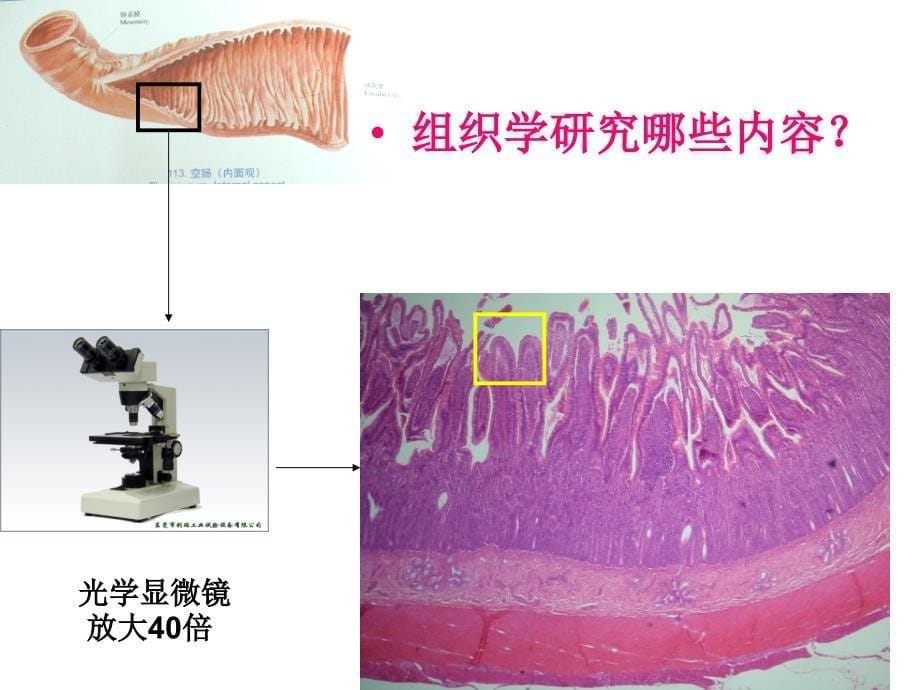 组织胚胎学 绪论_第5页