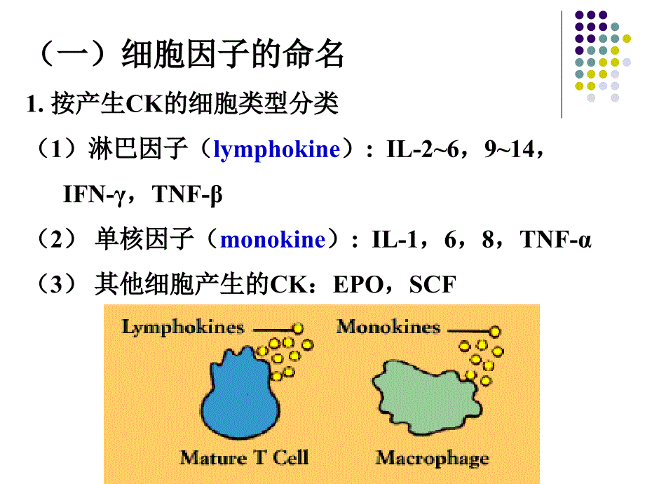 细胞因子CD分子和黏附分子_第4页