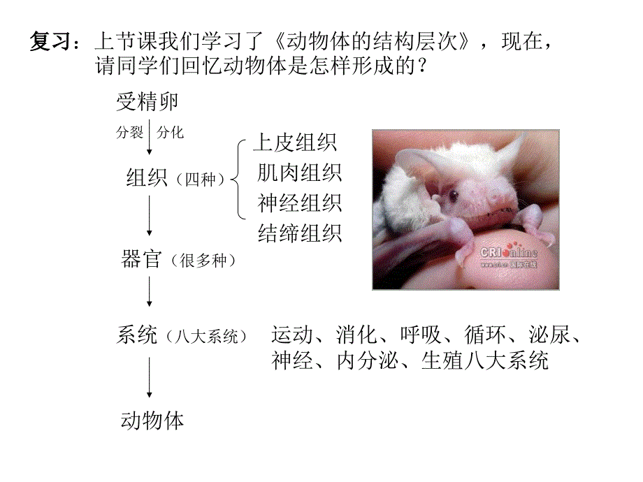 232植物体结构层次_第2页