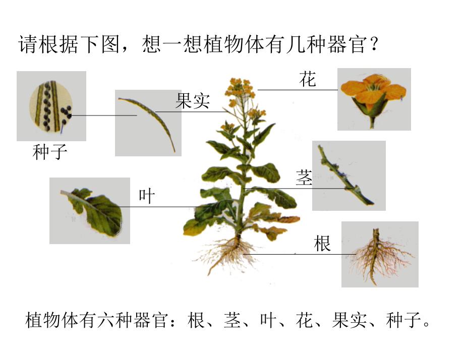 232植物体结构层次_第4页