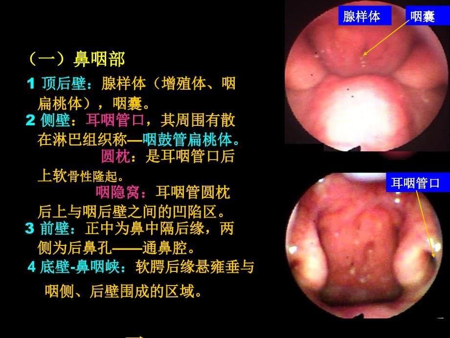 咽喉气管食管解剖_第5页