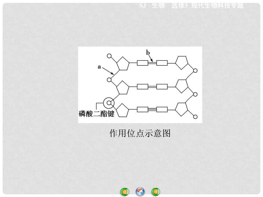 高中生物 第1章 基因工程专题归纳课件 苏教版选修3_第3页