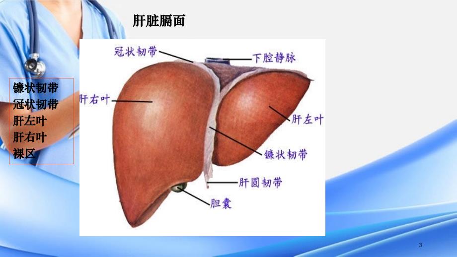 肝脏超声分叶分段精选干货_第3页