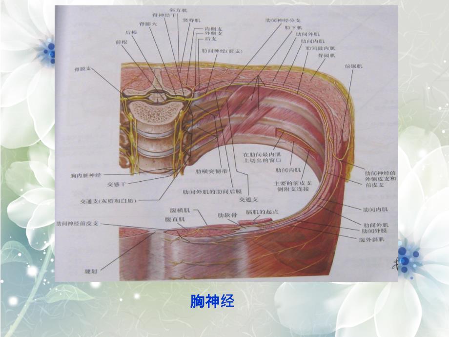 脊神经胸神经腰丛骶丛_第2页