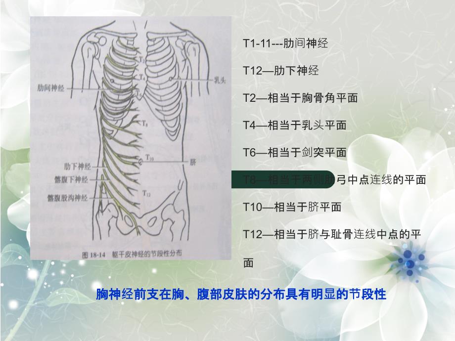 脊神经胸神经腰丛骶丛_第3页