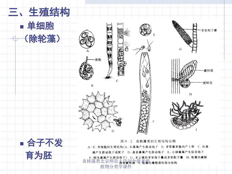 真核藻类北京师范大学刘全儒老师植物分类学课件_第3页