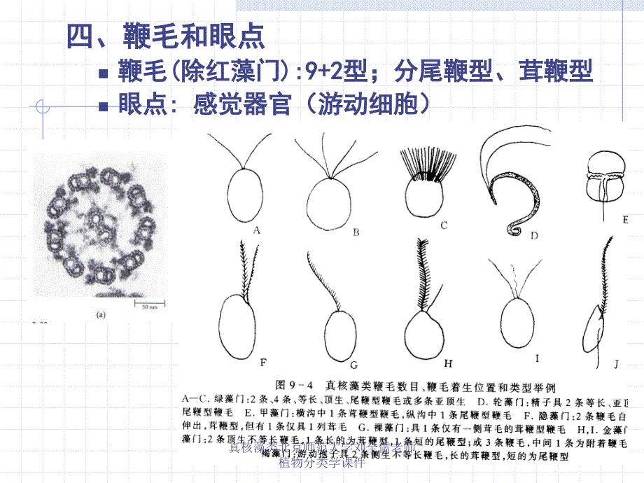 真核藻类北京师范大学刘全儒老师植物分类学课件_第4页