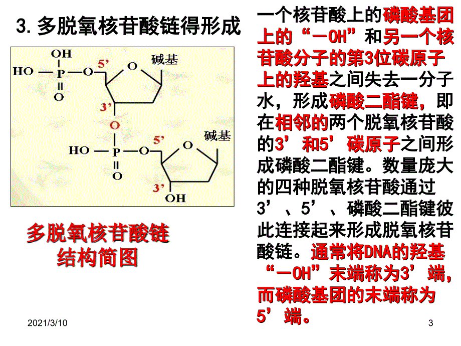 专题5课题2多聚酶链式反应扩增DNA片段上课课件_第3页