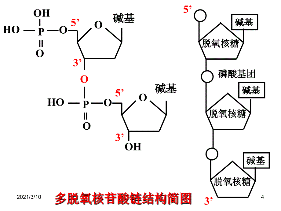 专题5课题2多聚酶链式反应扩增DNA片段上课课件_第4页