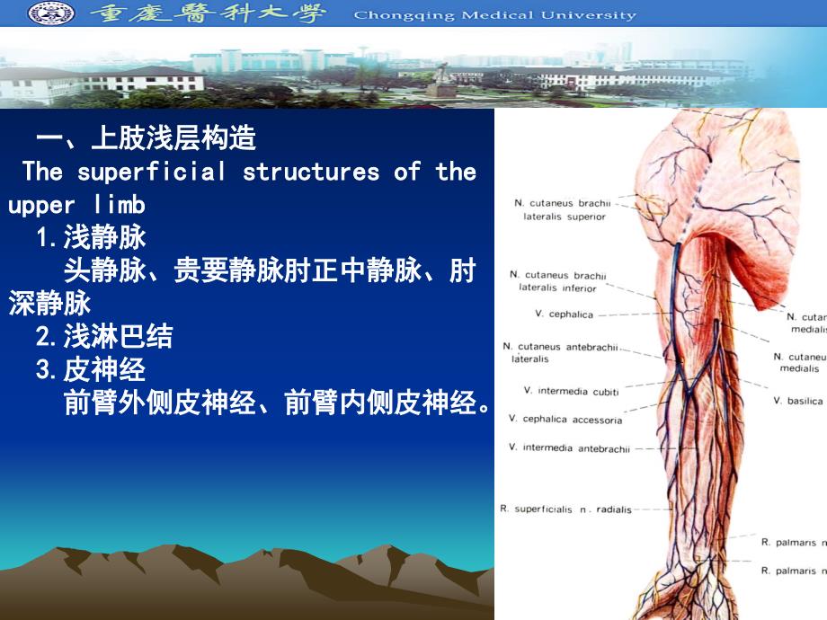 上肢浅层结构腋腔ppt课件_第2页