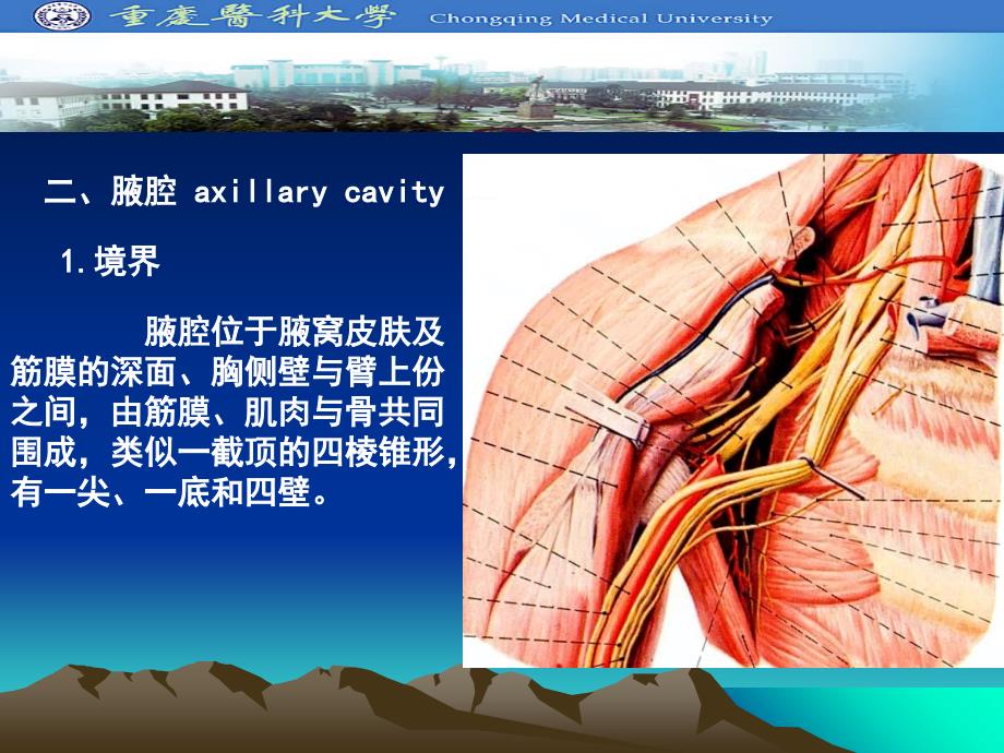 上肢浅层结构腋腔ppt课件_第3页