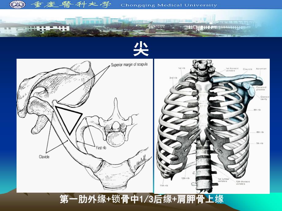 上肢浅层结构腋腔ppt课件_第4页