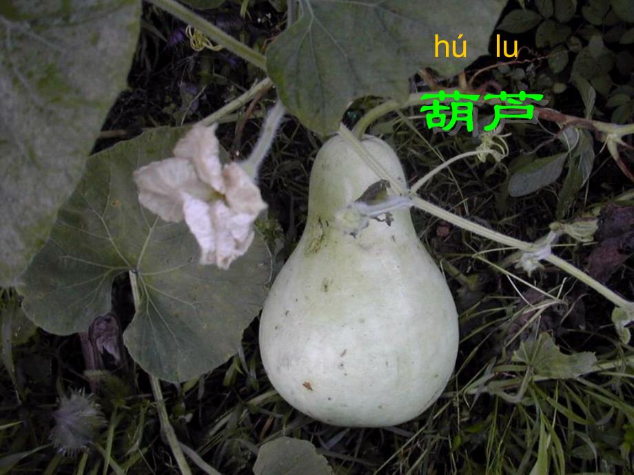 《我要的是葫芦》_第2页