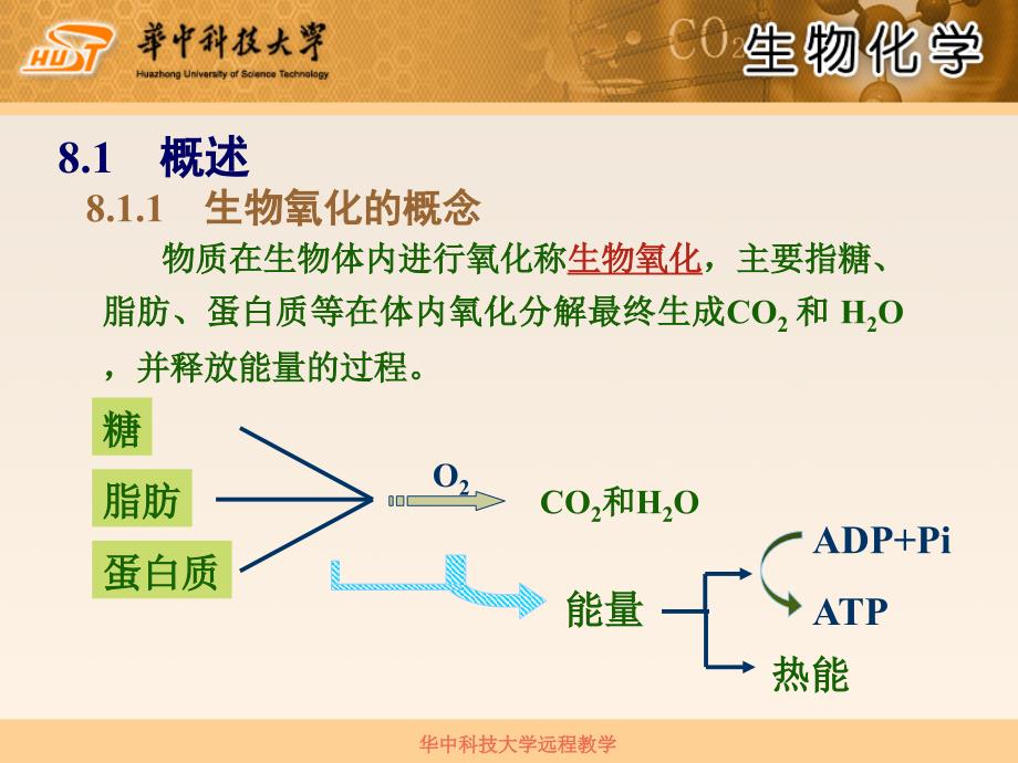 第8章生物氧化PPT课件_第2页