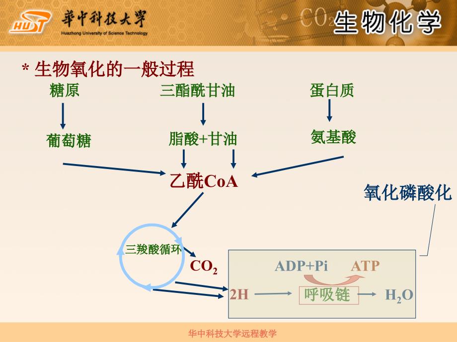 第8章生物氧化PPT课件_第3页