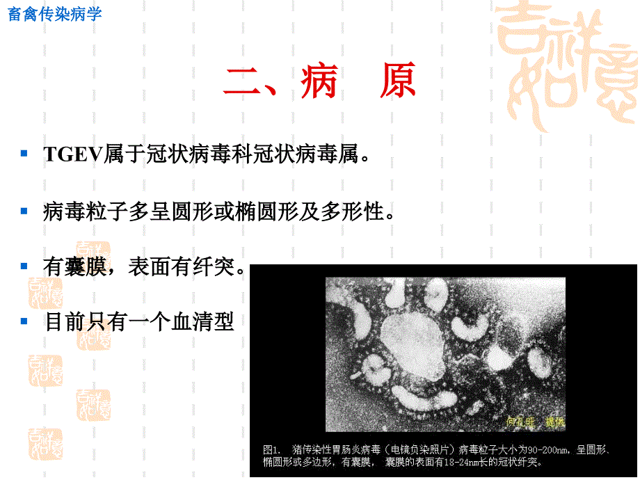 传染性胃肠炎_第3页