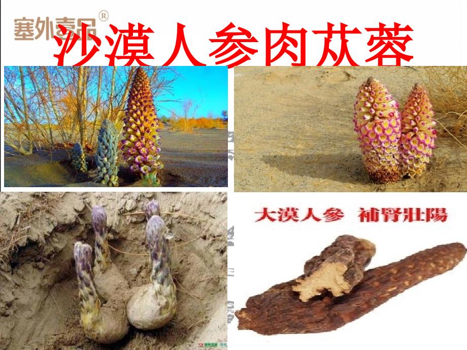 课件：燕麦米课件.ppt_第3页