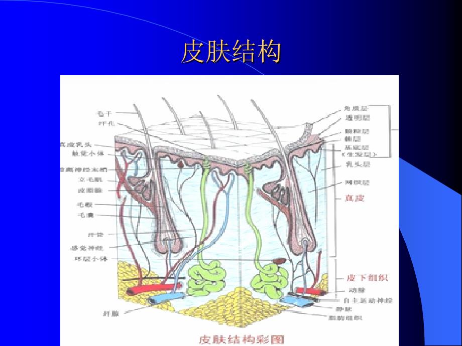 皮肤及软组织肿瘤.ppt_第2页