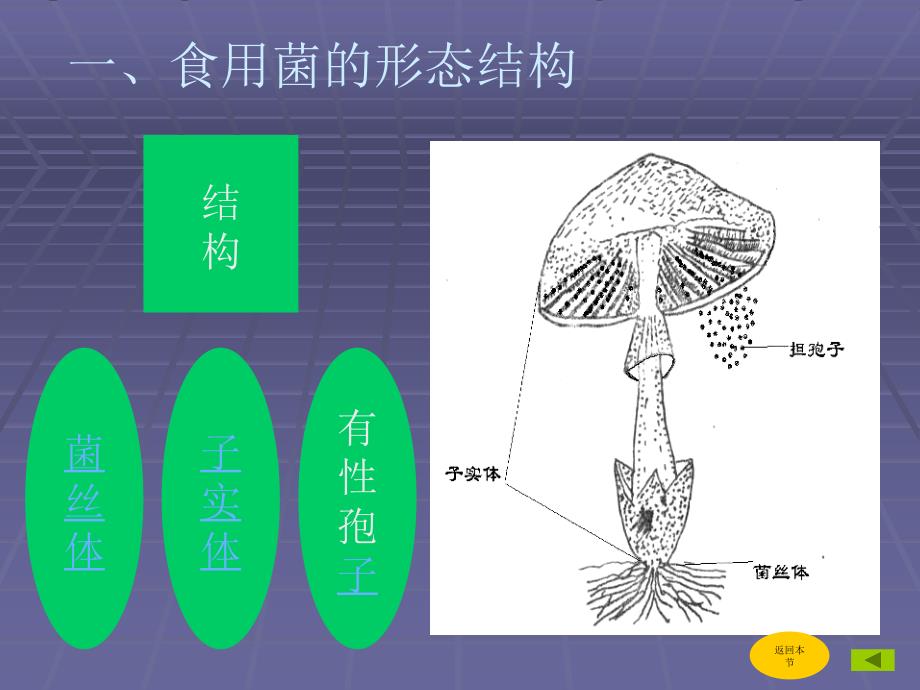 第1章食用菌的形态与分类_第4页