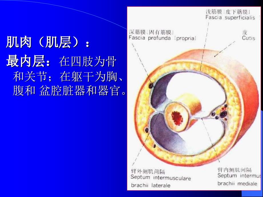 局部解剖学上、下肢_第4页