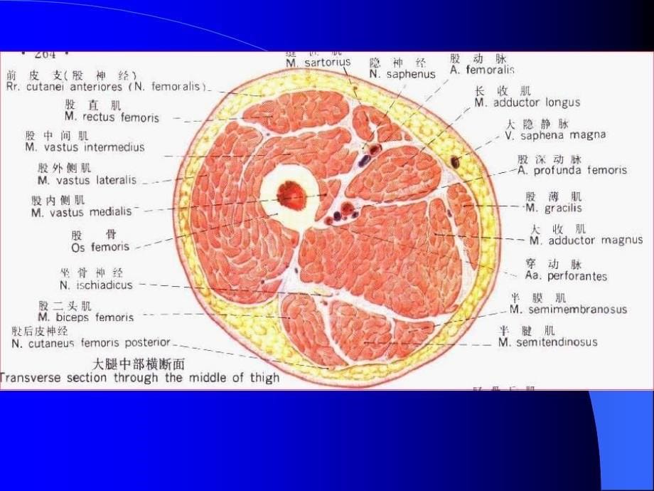 局部解剖学上、下肢_第5页