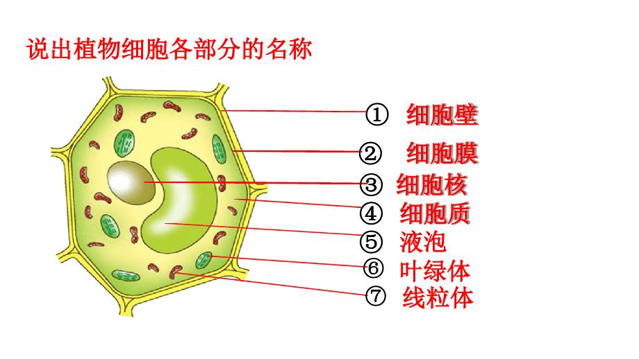 济南版细胞的分裂和分化课件_第1页