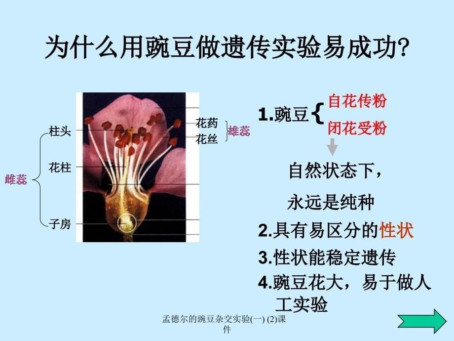 孟德尔的豌豆杂交实验一2课件_第5页