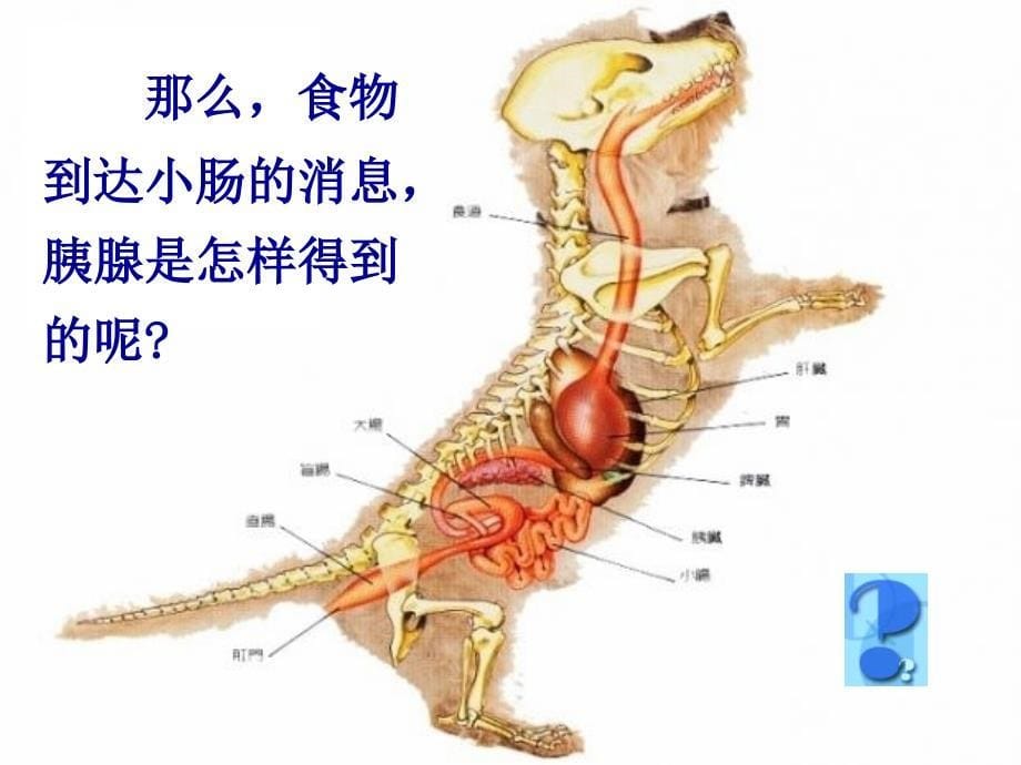 高中生物必修三22通过激素的调节_第5页