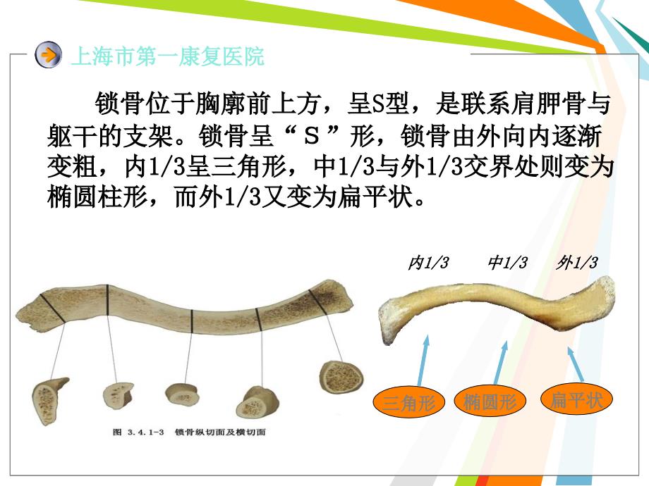 锁骨骨折内固定PPT课件_第3页