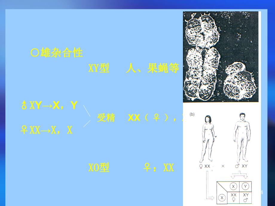 遗传学 第五章性别决定与伴性遗传_第4页