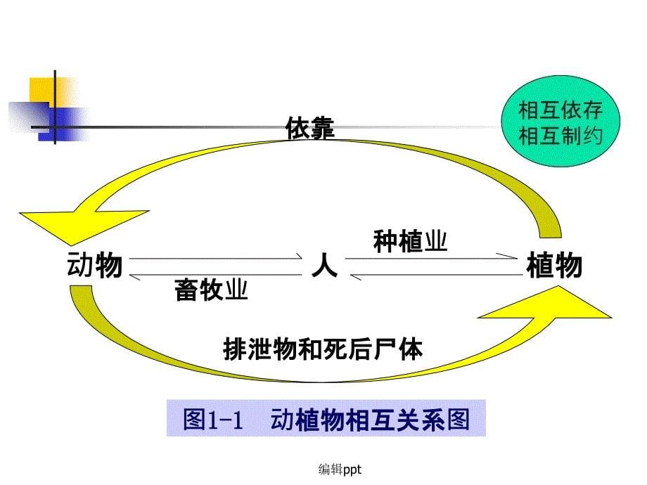 第一讲动植物体的组成差异及消化方式_第5页