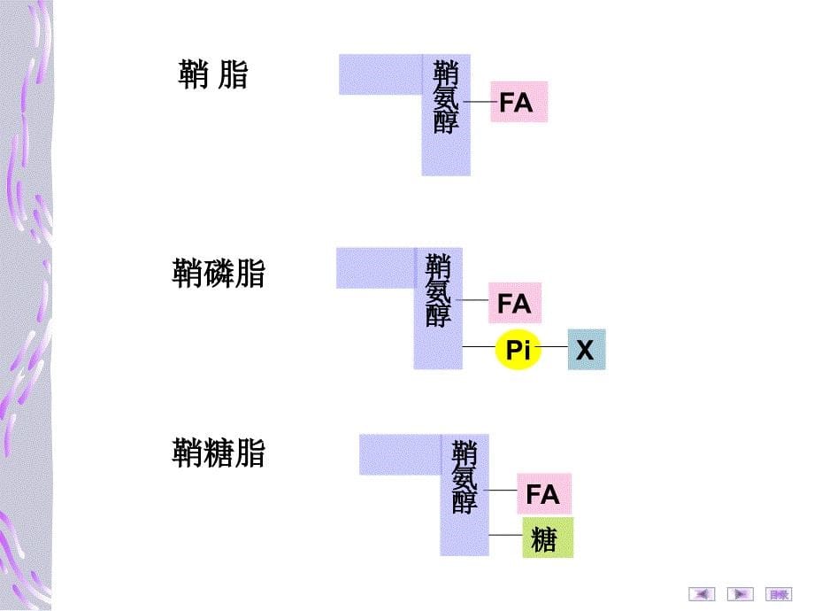 脂类代LIU谢课件_第5页