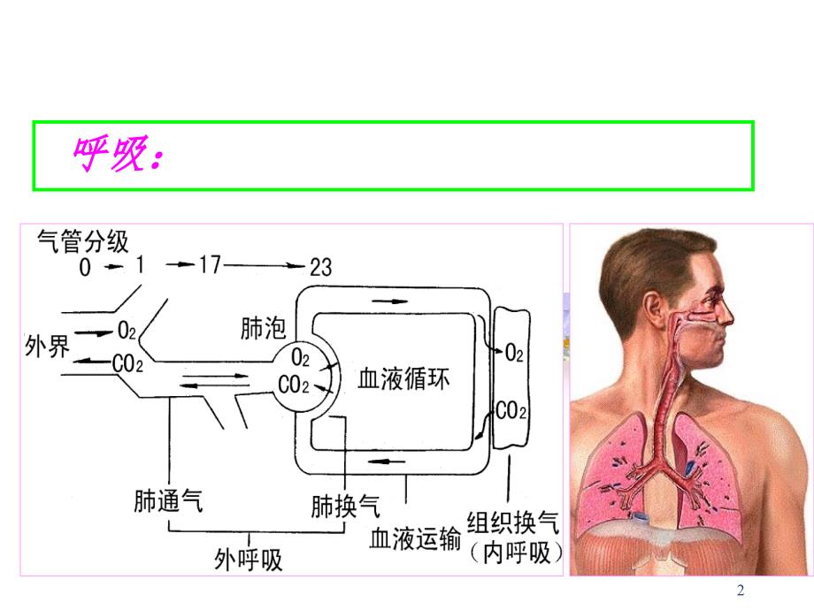 概述呼吸机体与外界环境之间的气体交换过程呼吸全PPT演示课件_第2页