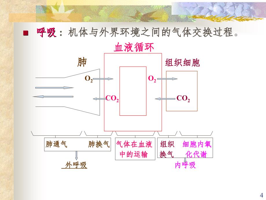 概述呼吸机体与外界环境之间的气体交换过程呼吸全PPT演示课件_第4页