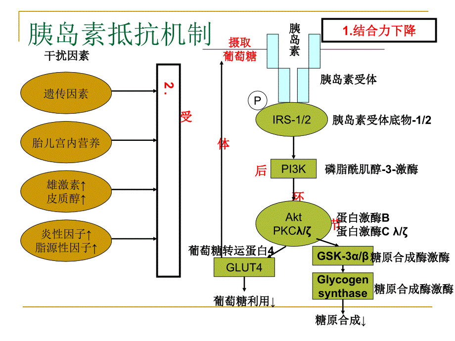 ir及二甲双胍治疗pcos的分子机制_第4页