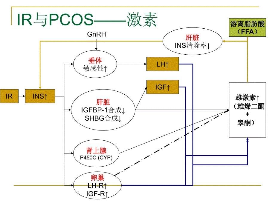 ir及二甲双胍治疗pcos的分子机制_第5页