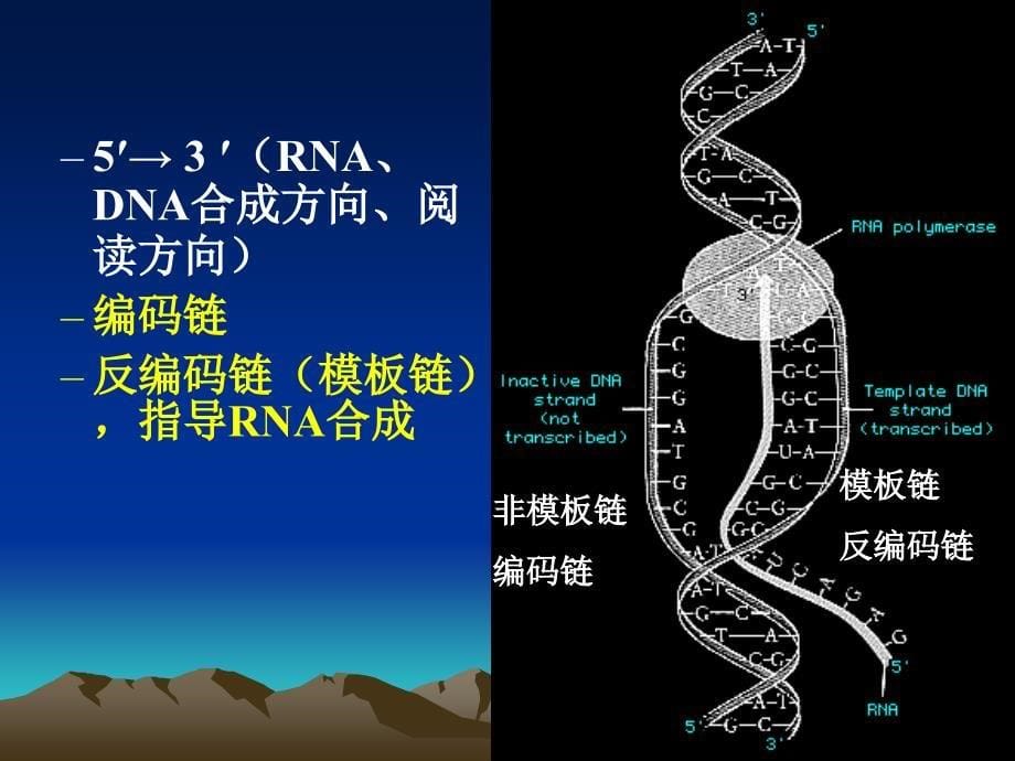 《基因和染色体》PPT课件_第5页