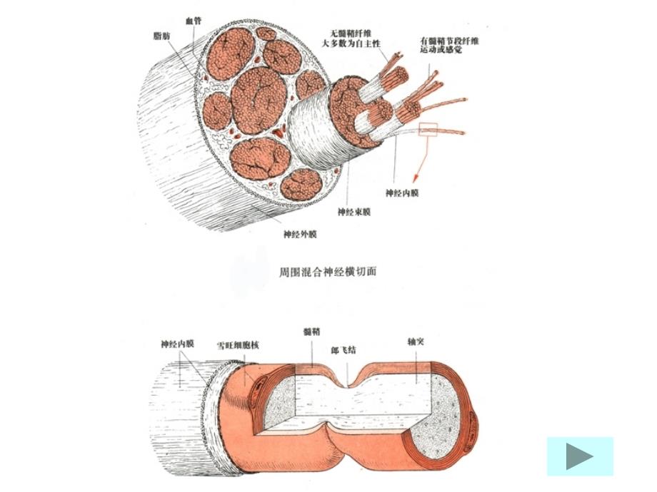 神经病学教学课件：脱髓鞘疾病_第3页