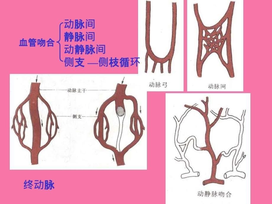 循环系统总论和心ppt课件_第5页