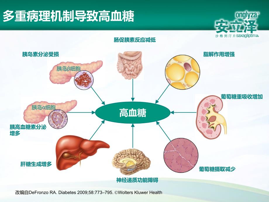 DPP4抑制剂的临床应用及优势.ppt_第4页