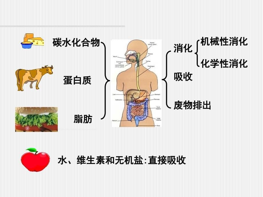 消化和吸收学时演示PPT_第5页