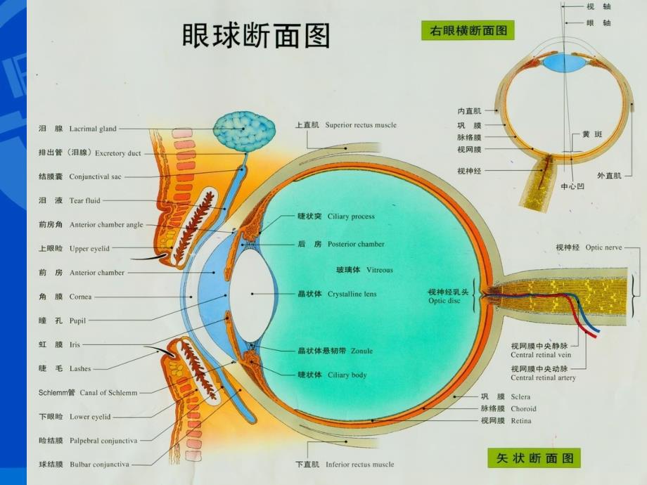 眼病多媒体示教_第3页