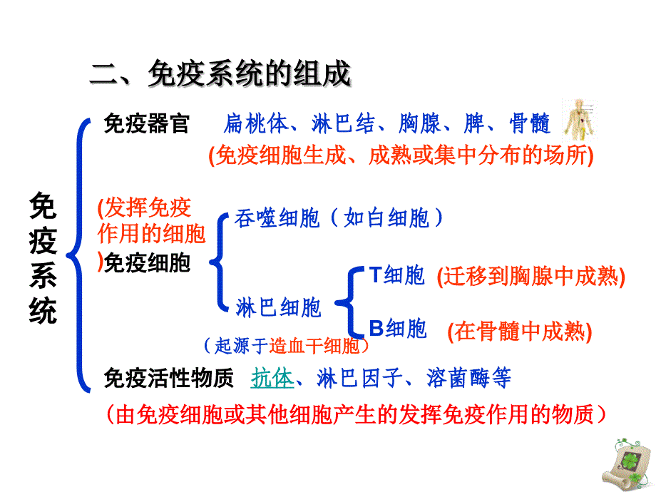 免疫调节人教版必修iiipp课件_第3页