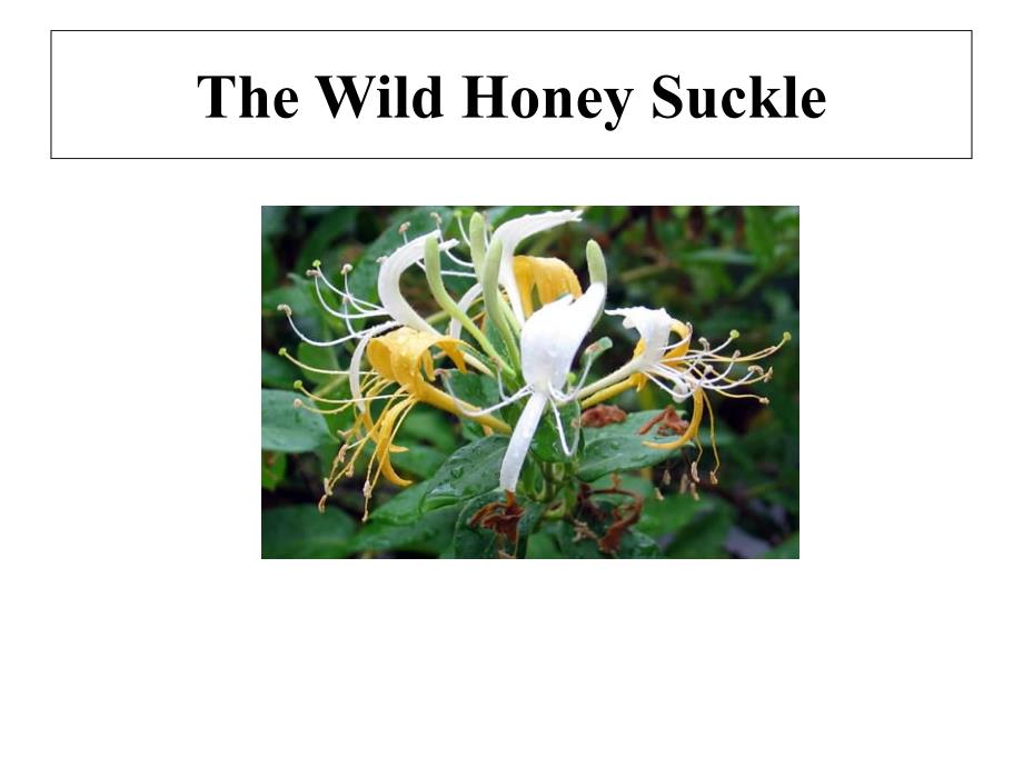 Analysis of Wild Honey Suckle 诗歌 野金银花分析_第2页