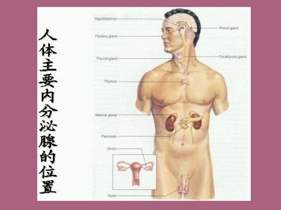 第八章内分泌生理ppt课件_第4页