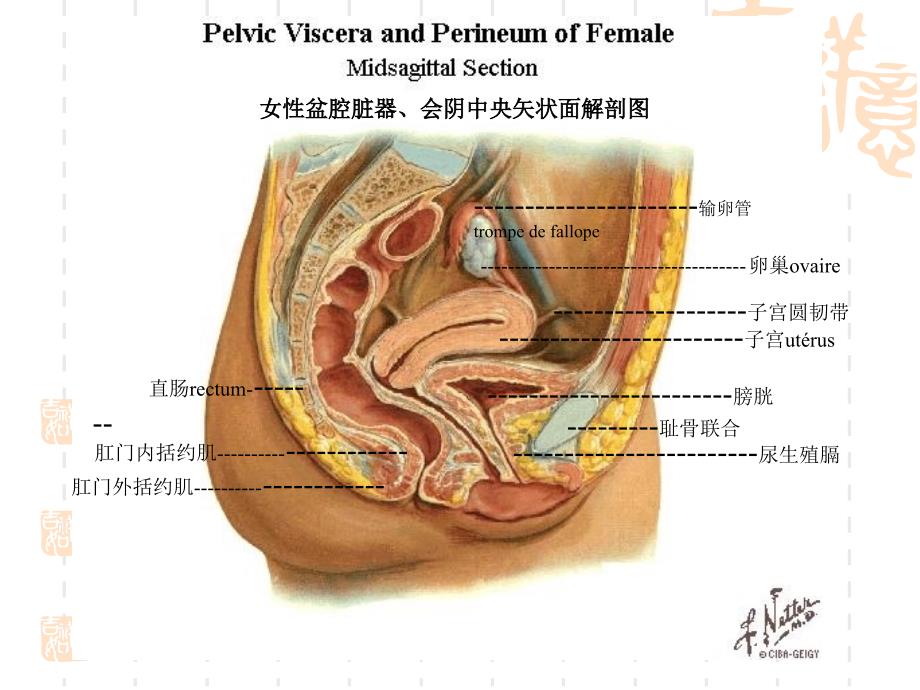 盆底功能康复技术姚_第3页